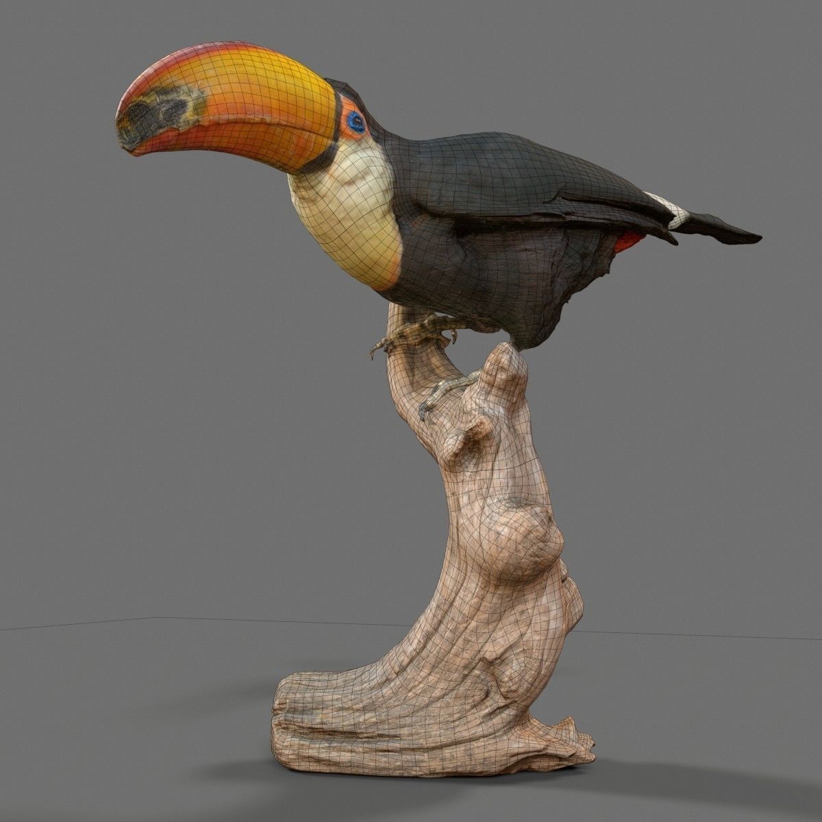 Toekan Ramphastidae Toucan Tucana Low-poly 3D model_5