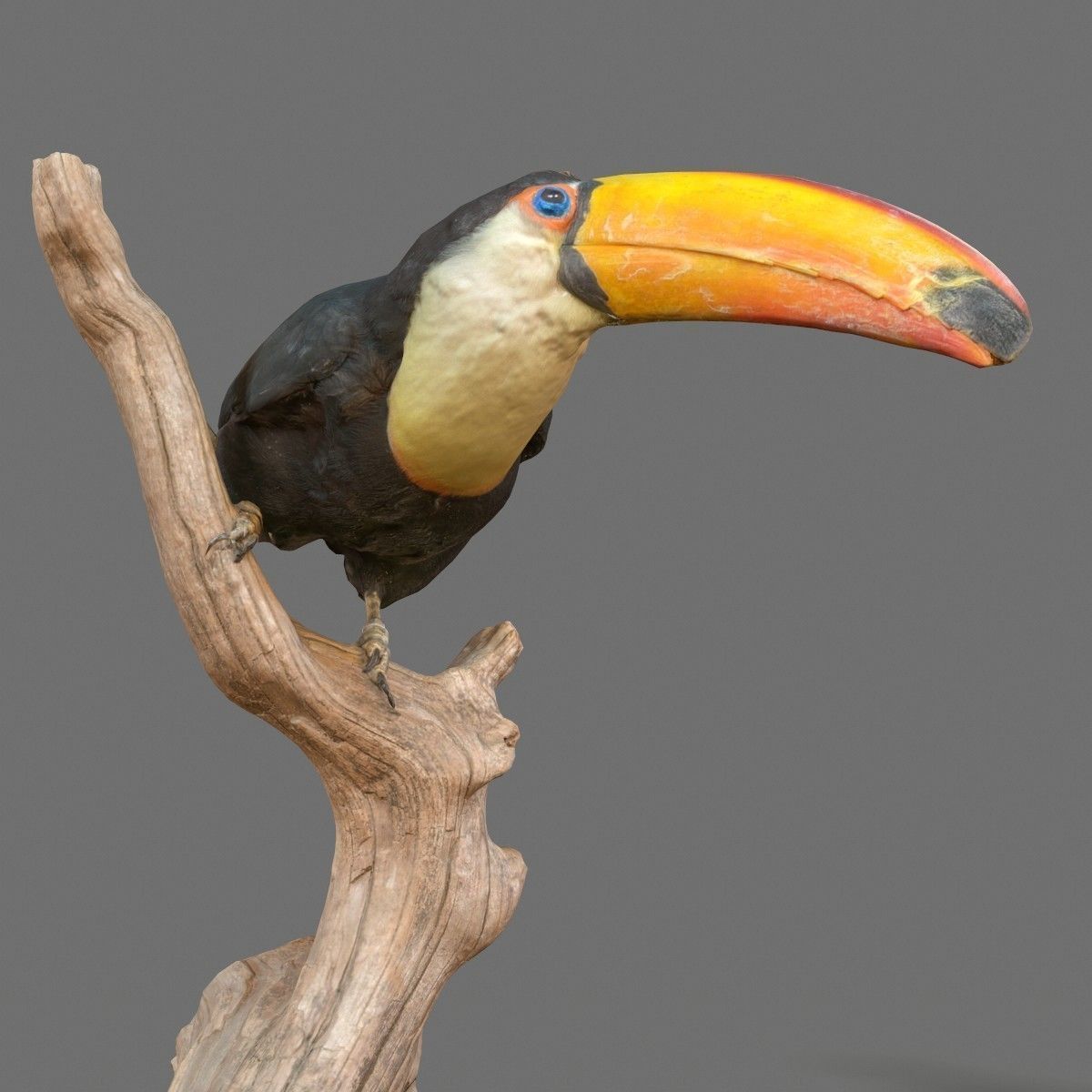 Toekan Ramphastidae Toucan Tucana Low-poly 3D model_2