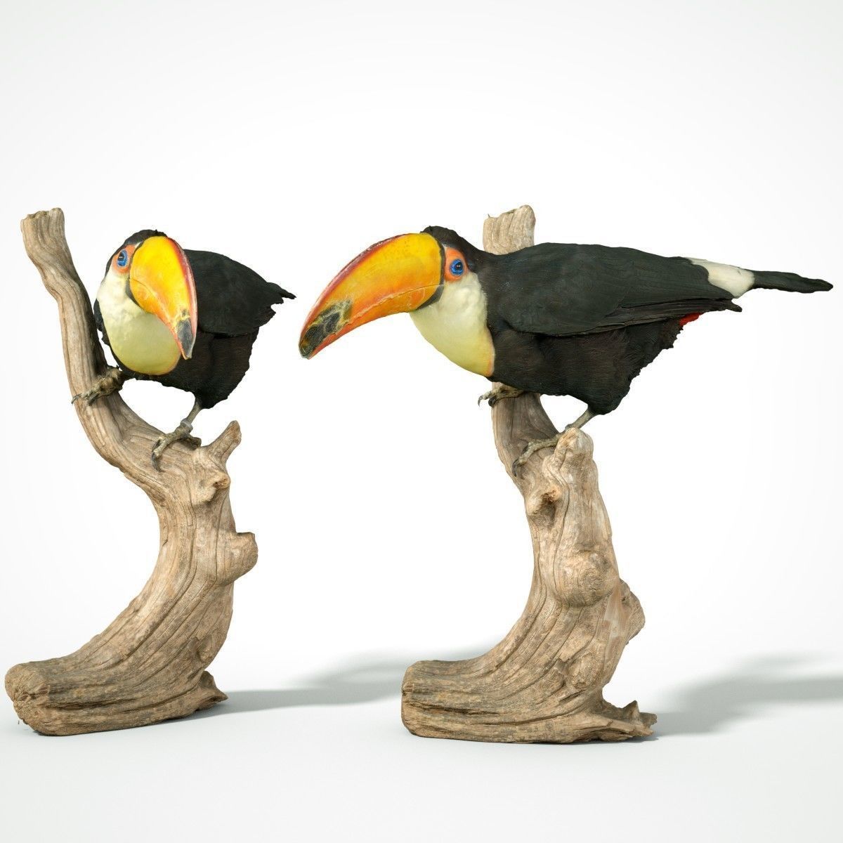 Toekan Ramphastidae Toucan Tucana Low-poly 3D model_11