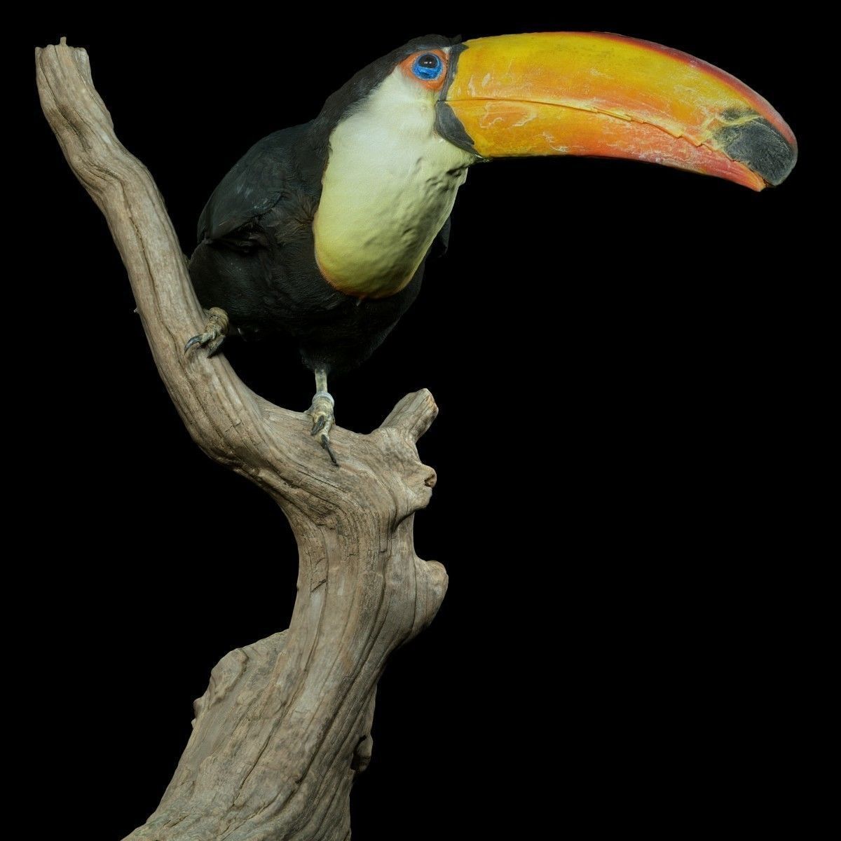 Toekan Ramphastidae Toucan Tucana Low-poly 3D model_4