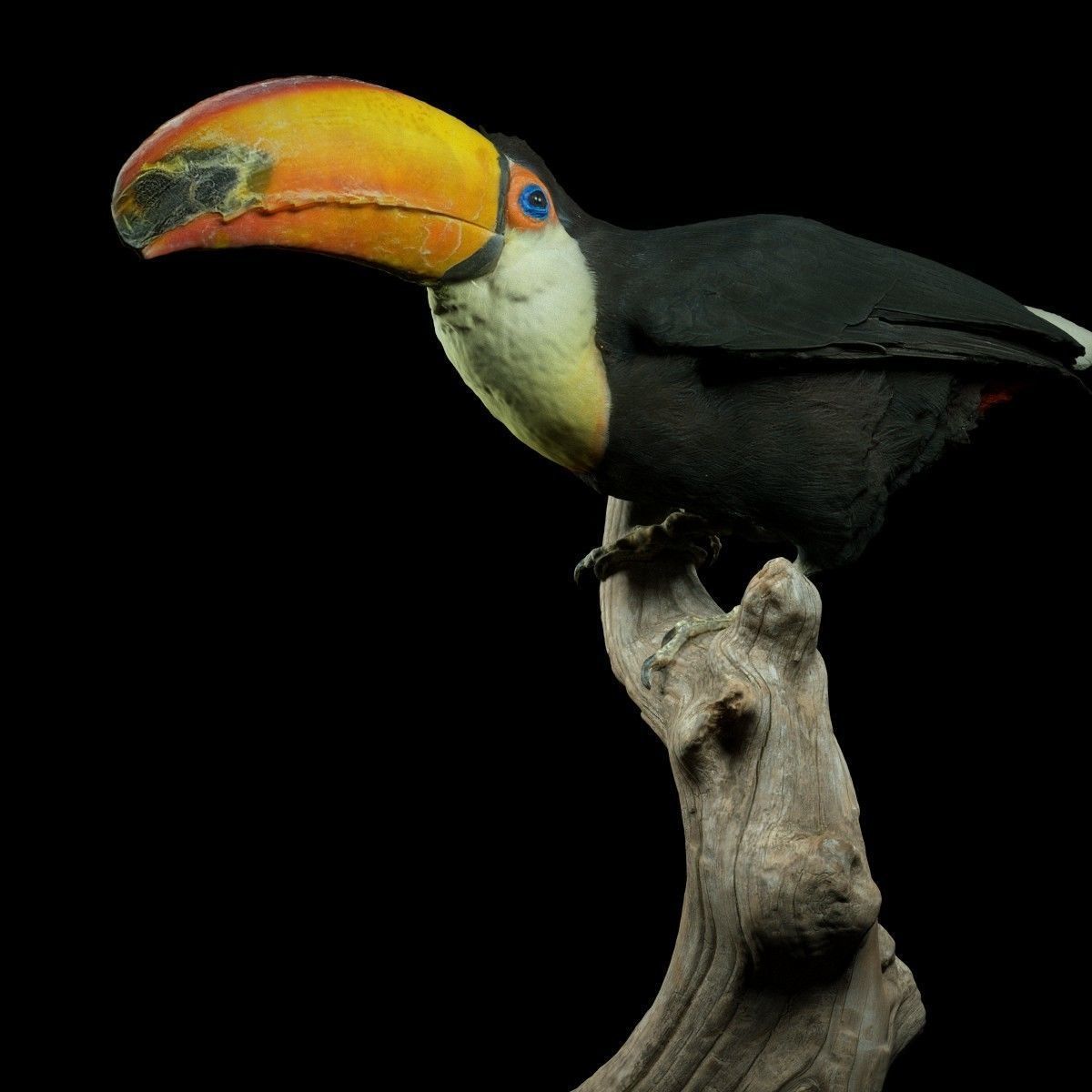 Toekan Ramphastidae Toucan Tucana Low-poly 3D model_6