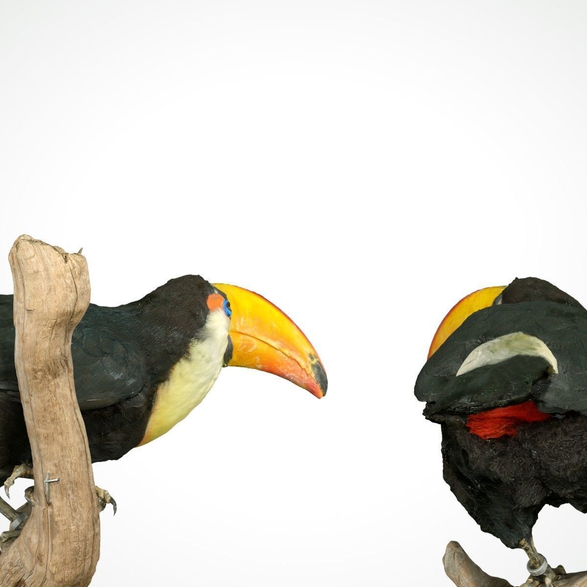 Toekan Ramphastidae Toucan Tucana Low-poly 3D model_8