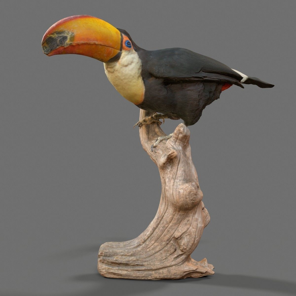 Toekan Ramphastidae Toucan Tucana Low-poly 3D model_7