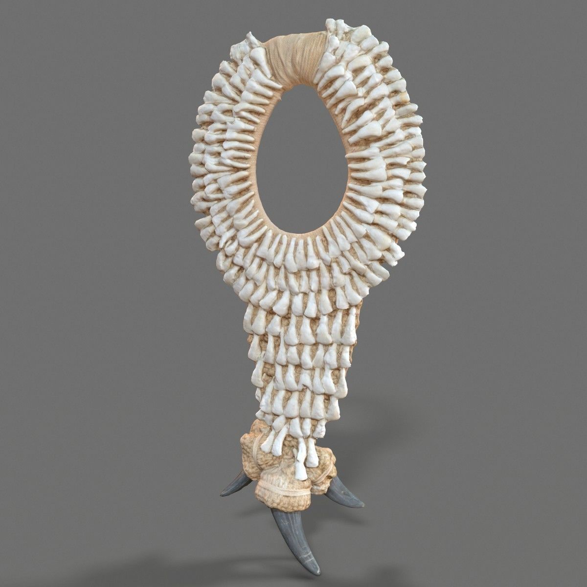 Tooth Necklace Low-poly 3D model_8