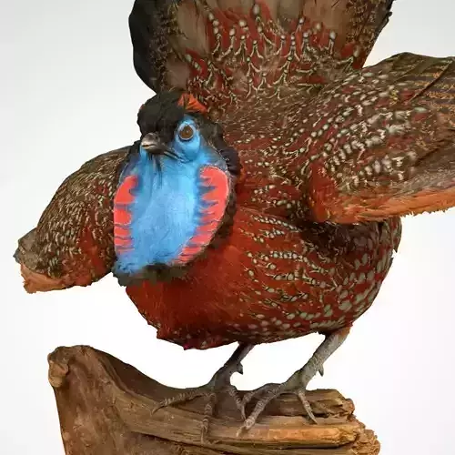 Tragopan Horned Pheasant Bird Phasianidae Low-poly 3D model