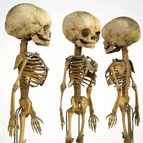 Foetus Skeleton Low-poly 3D model
