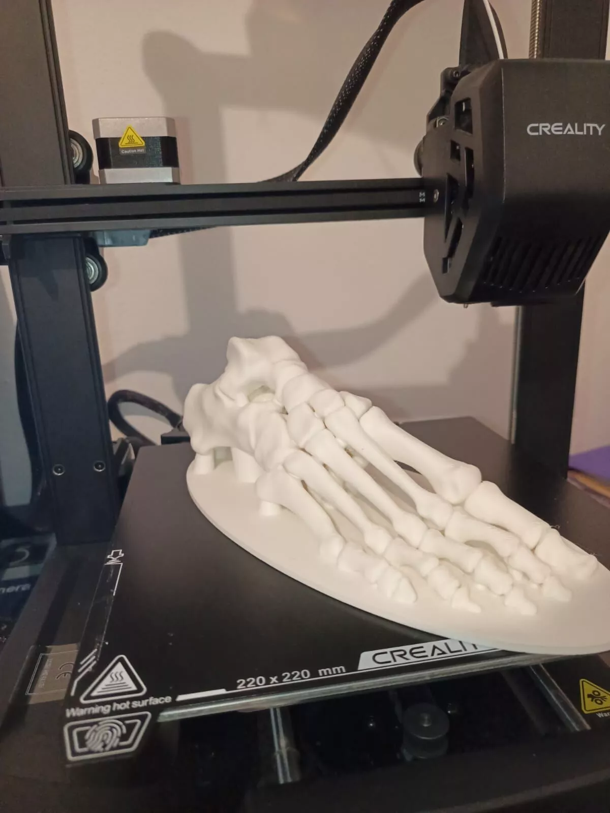 Bones of the foot 3D print model