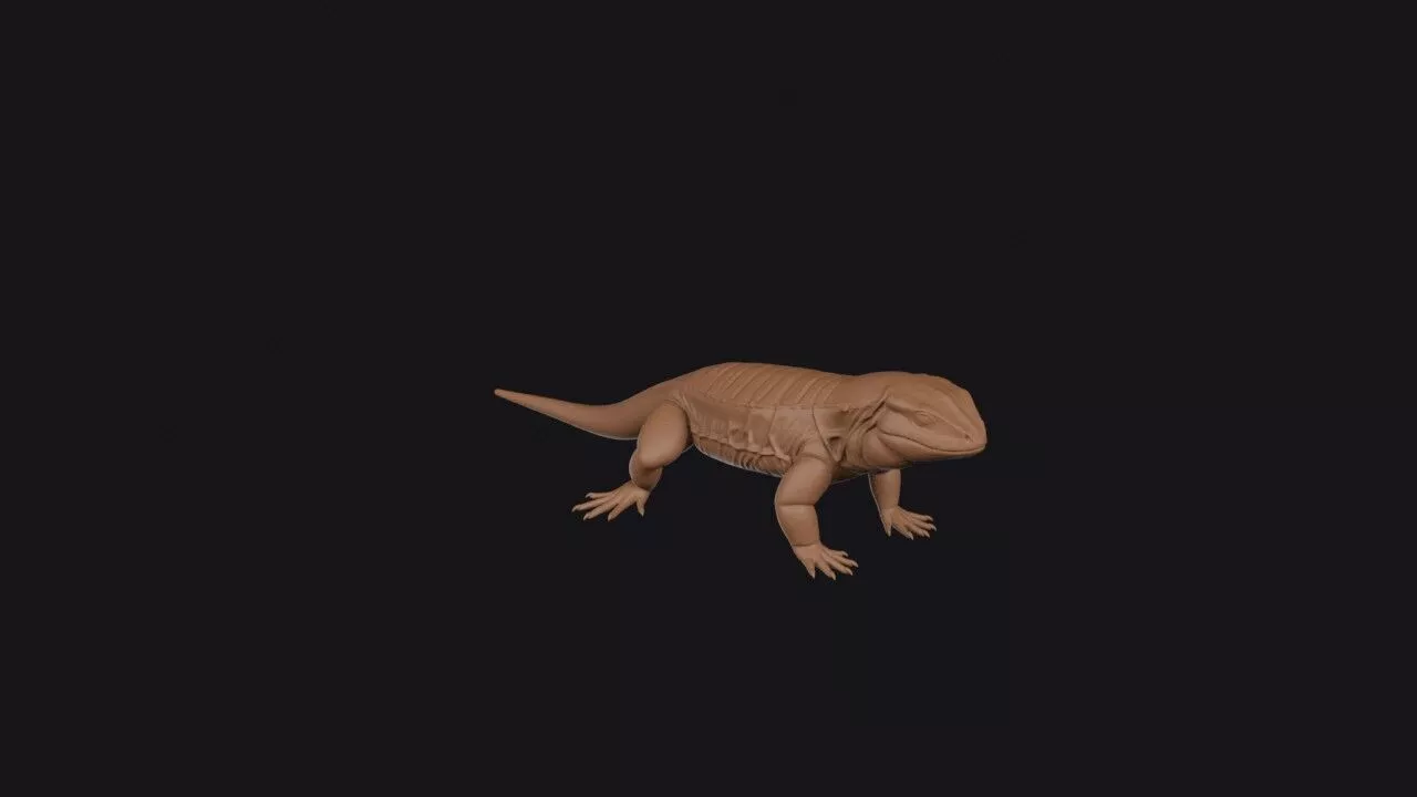 Tegu 3D Model 3D print model
