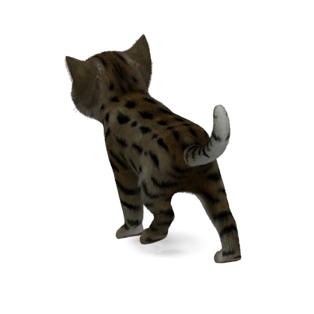 Cat Tigre Low-poly 3D model_6