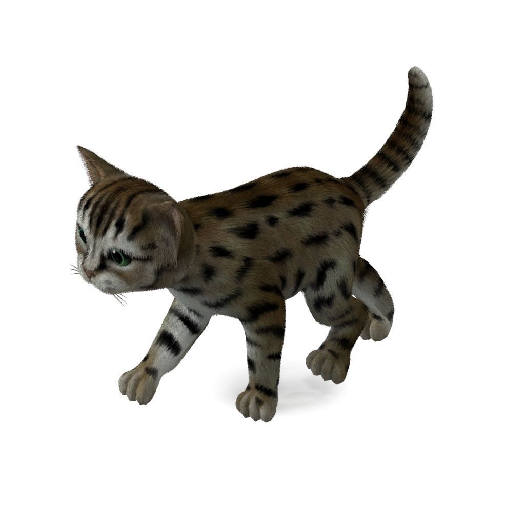 Cat Tigre Low-poly 3D model_5