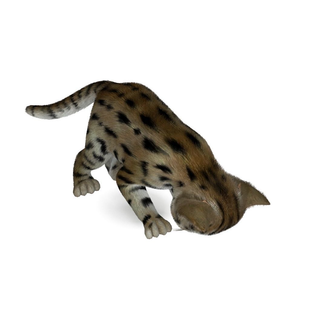 Cat Tigre Low-poly 3D model_2