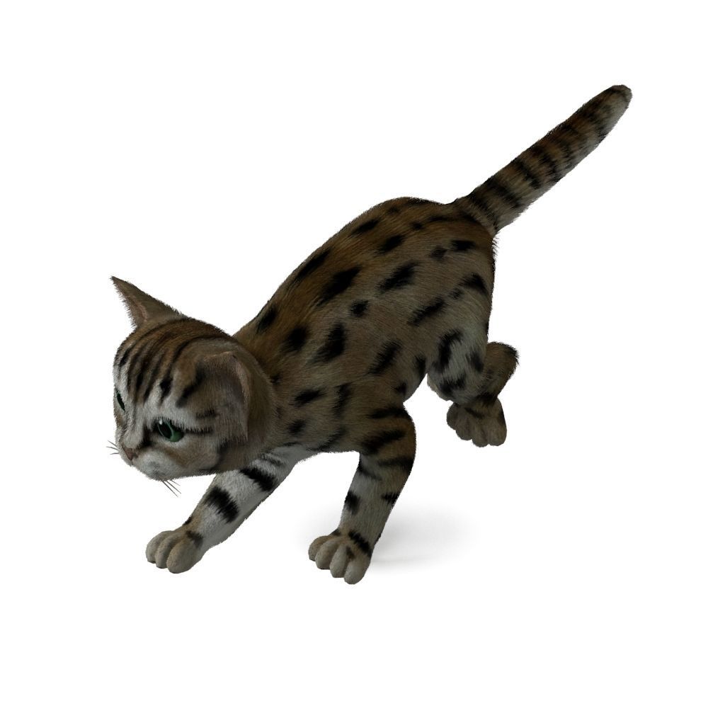 Cat Tigre Low-poly 3D model_4