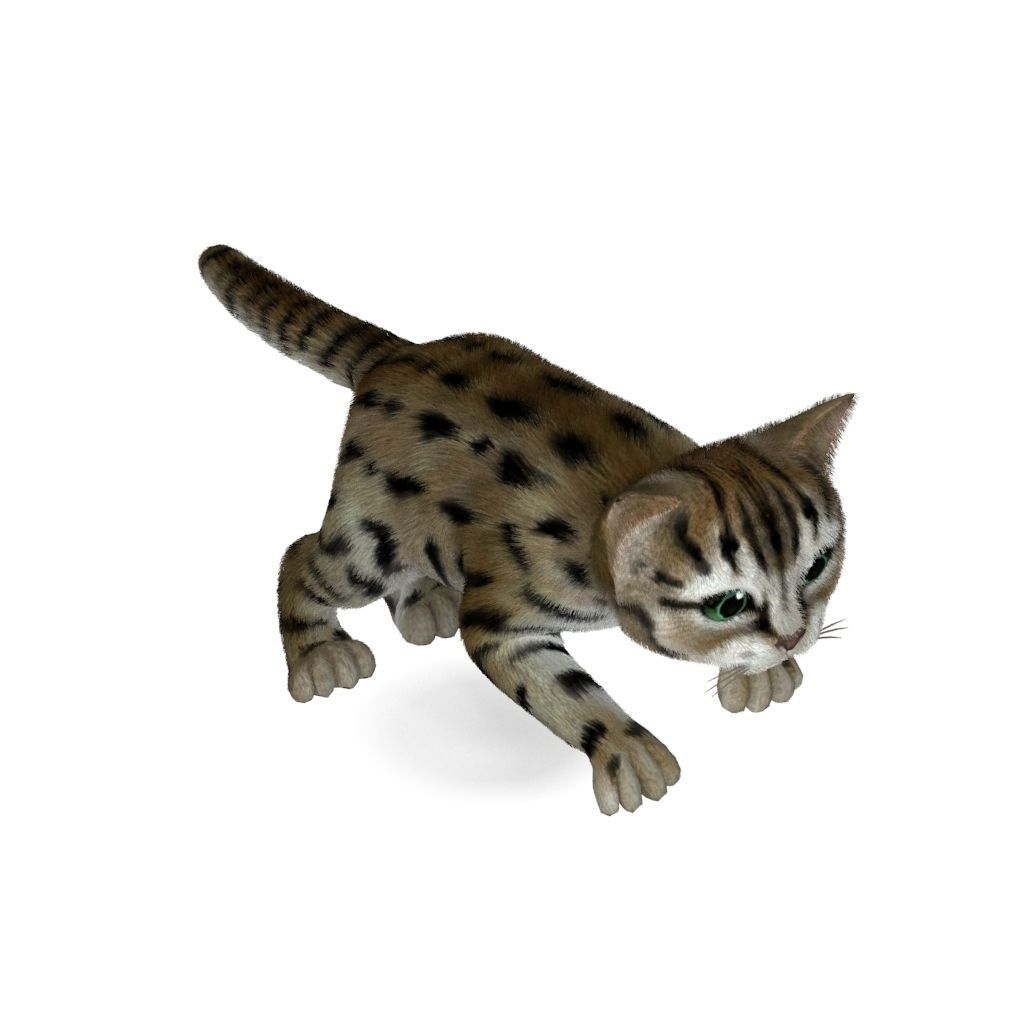 Cat Tigre Low-poly 3D model_3