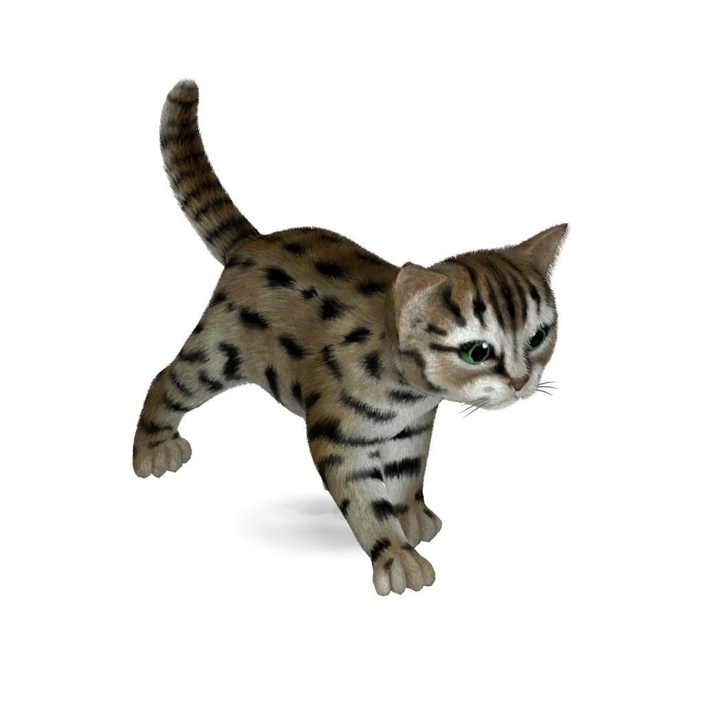 Cat Tigre Low-poly 3D model_7