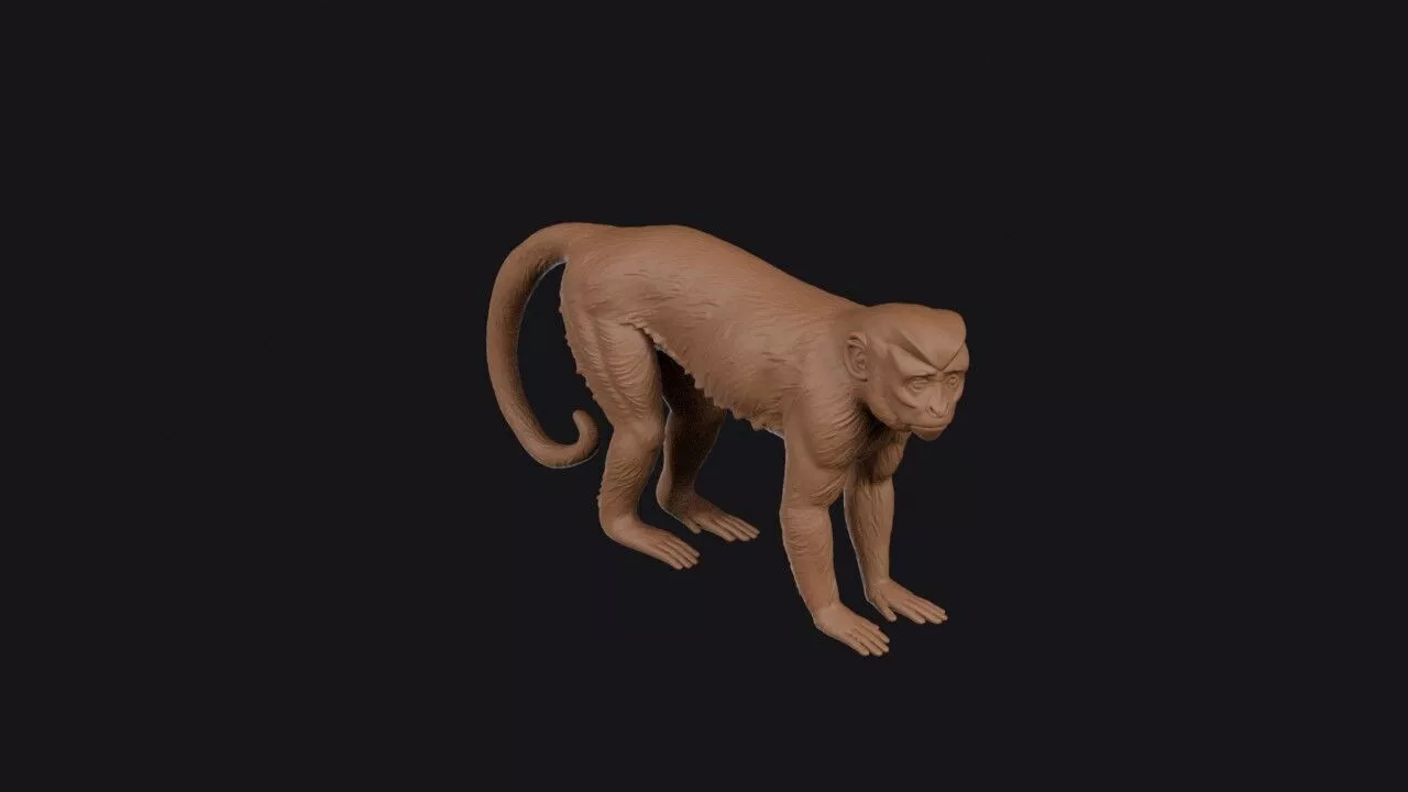 capuchin monkey 3D print model