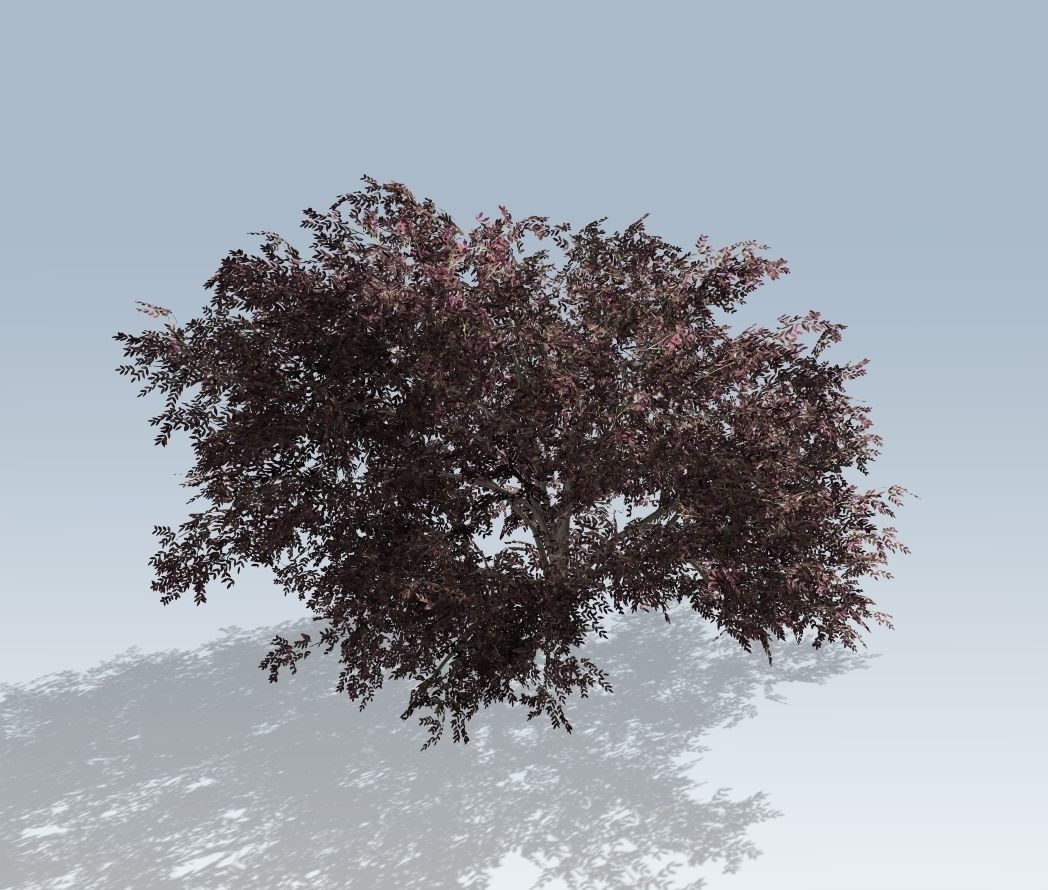 Tree - Elderberry 3D model_2