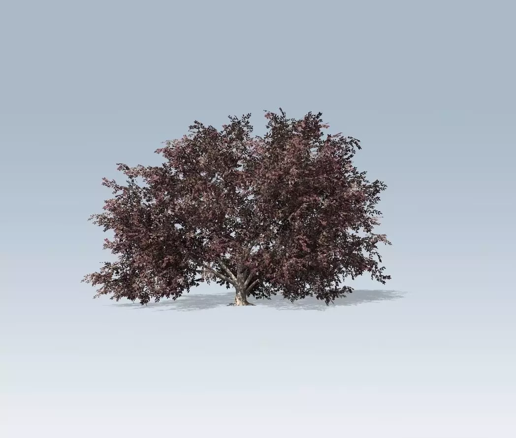 Tree - Elderberry 3D model_0