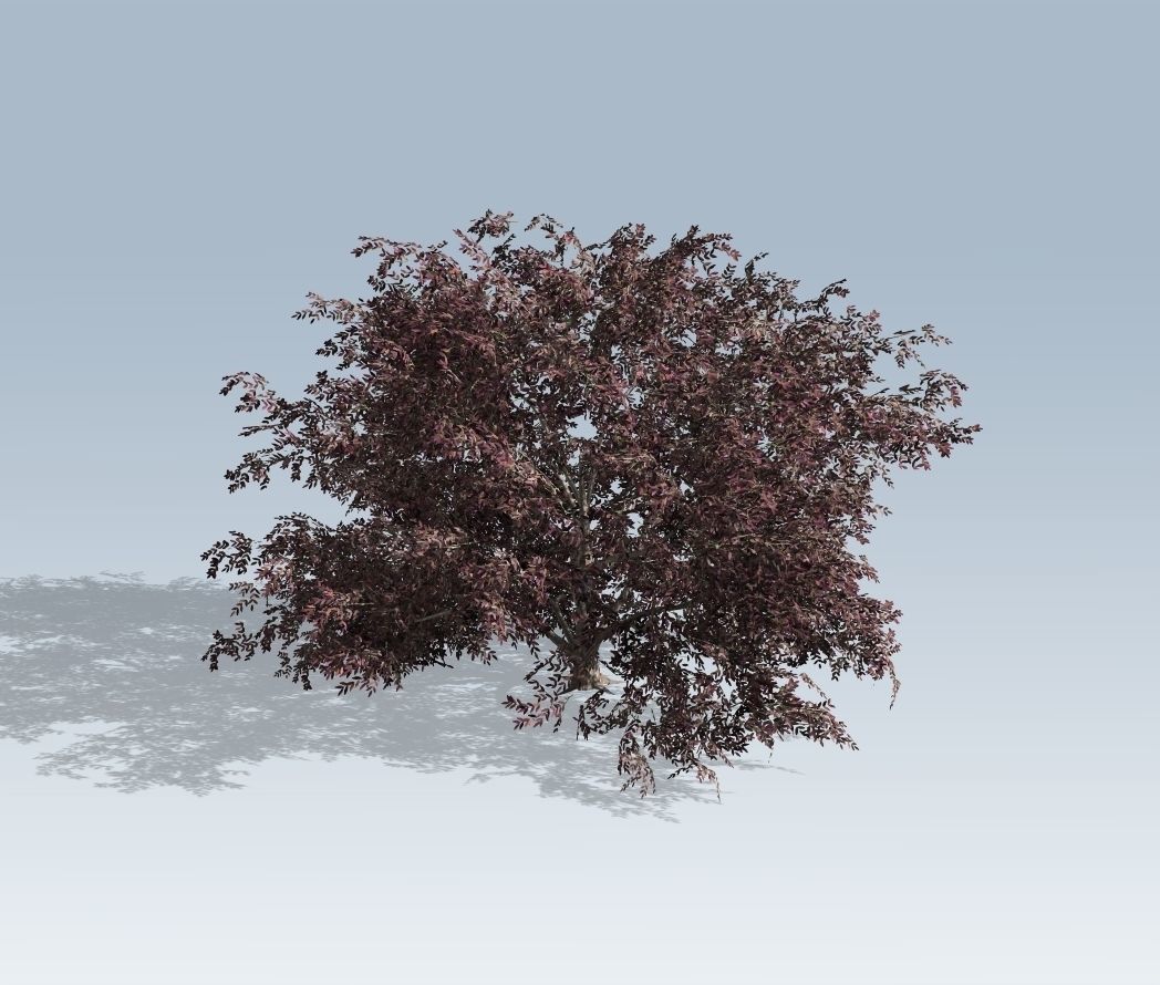 Tree - Elderberry 3D model_1