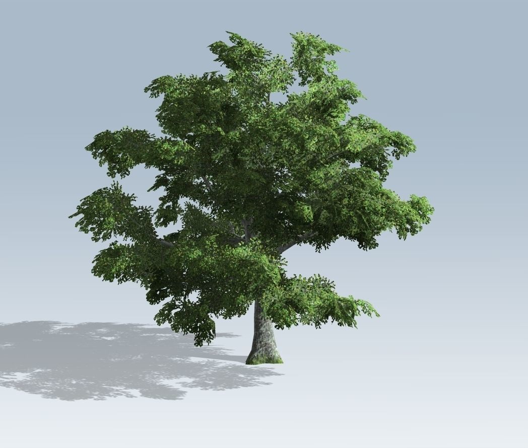 Tree - White Oak 3D model_2