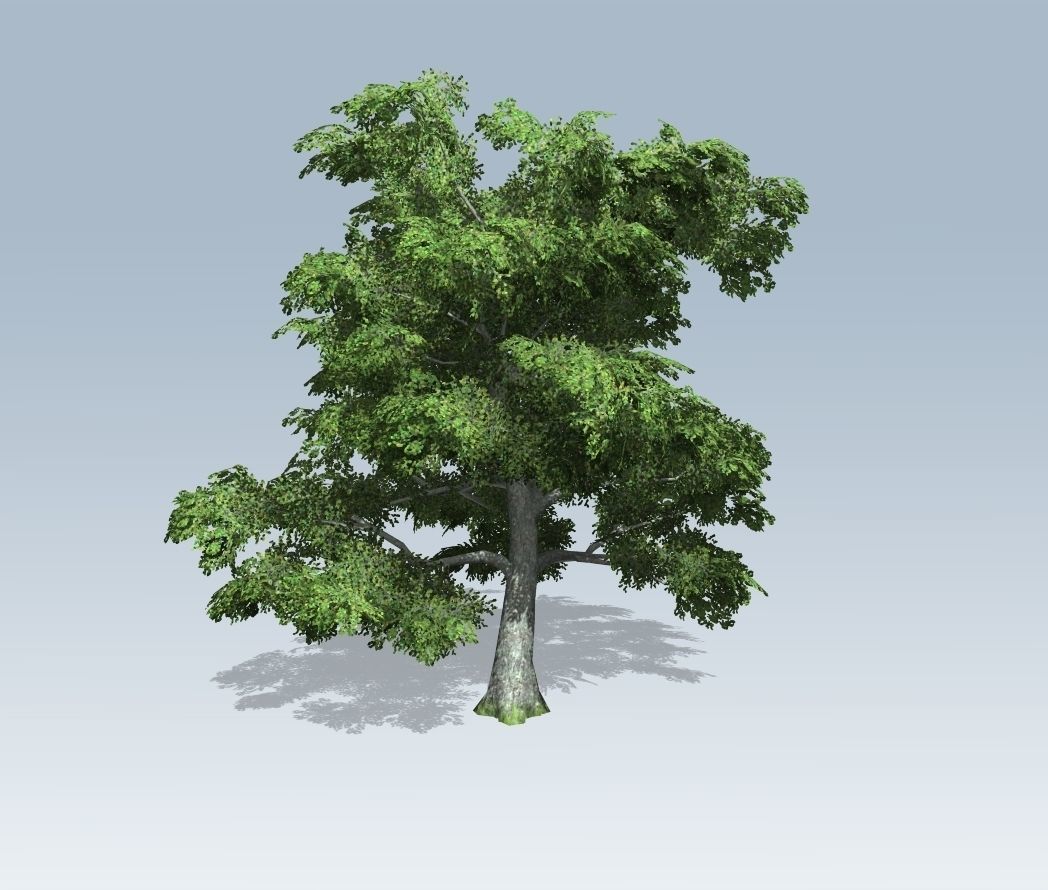 Tree - White Oak 3D model_1