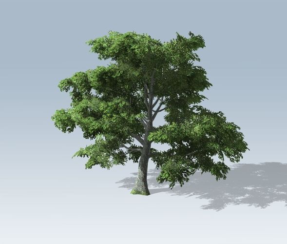 Tree - White Oak 3D model