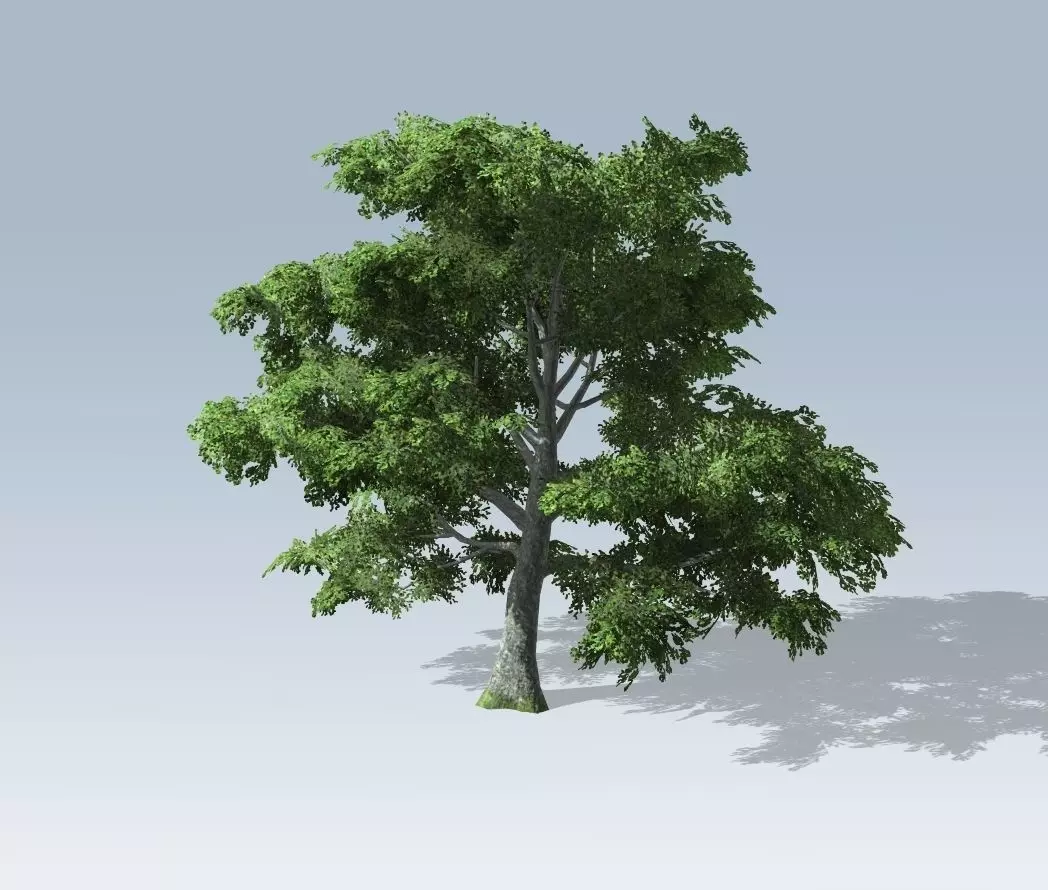 Tree - White Oak 3D model_0