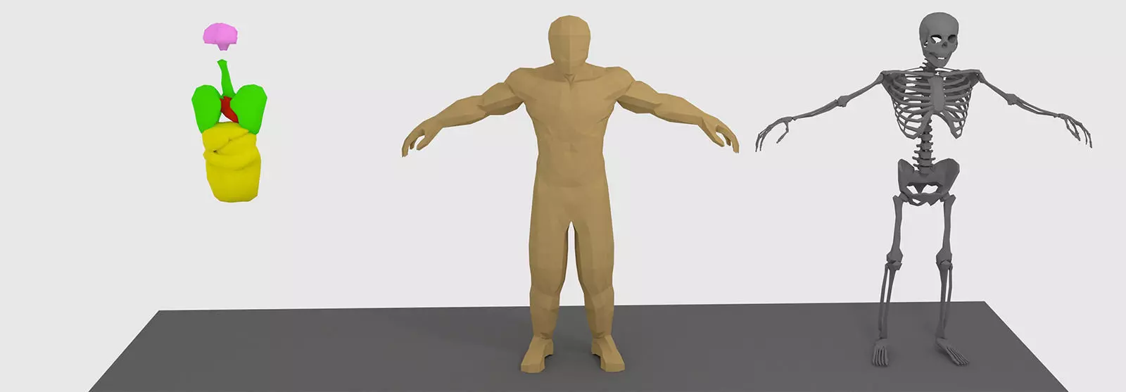 Human Anatomy Low-poly 3D model_0
