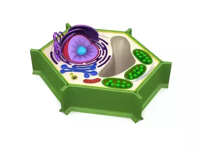 Plant Cell