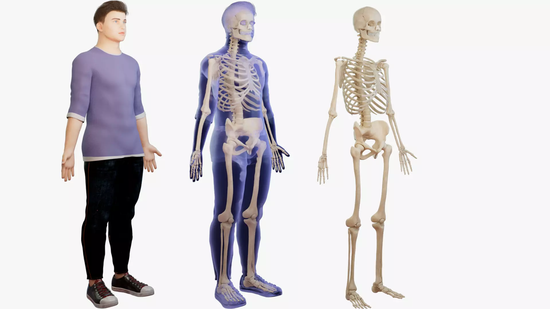 Skeletal system human anatomy male anatomy 3D model