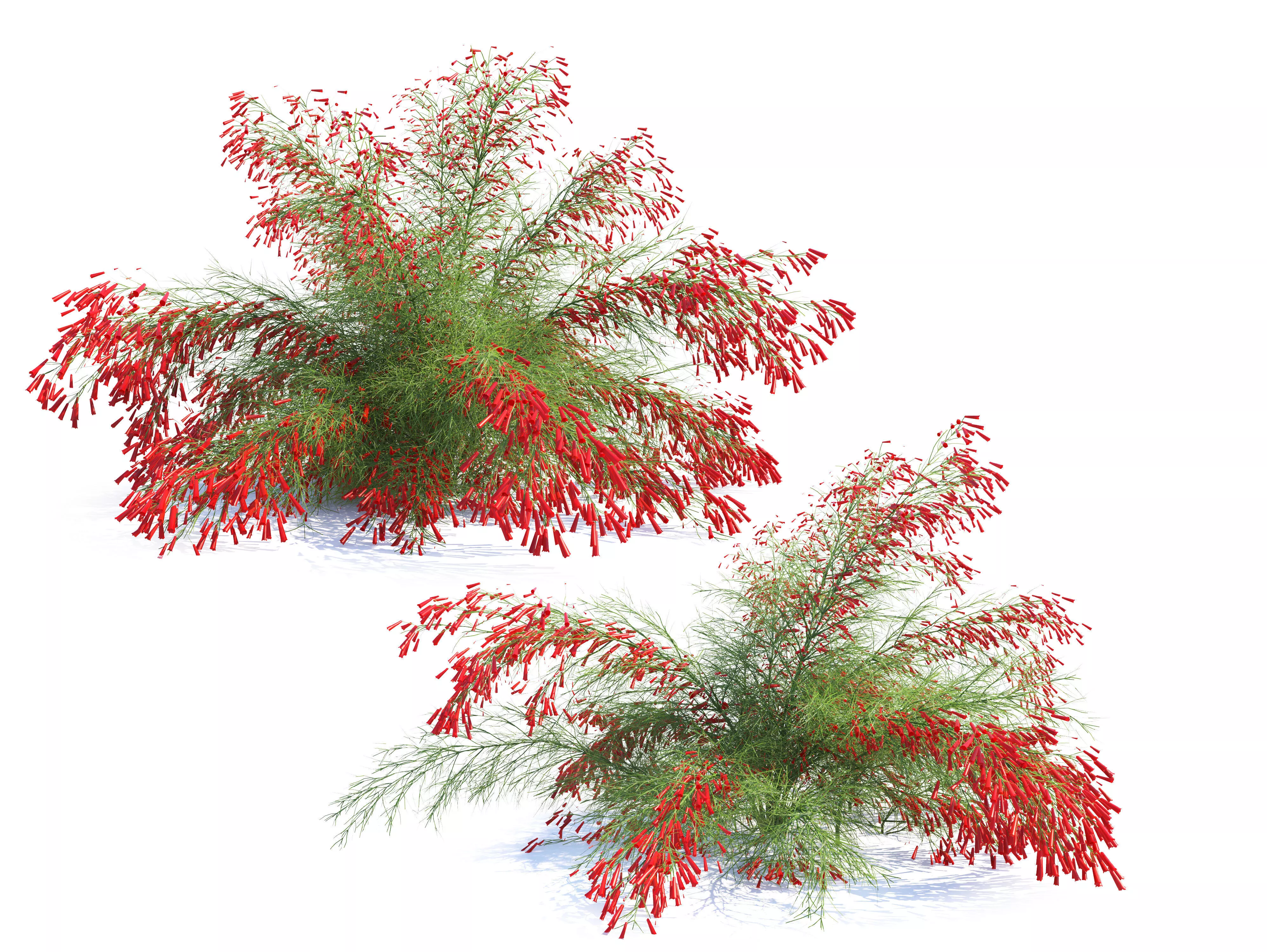Firecracker Plant 3D model