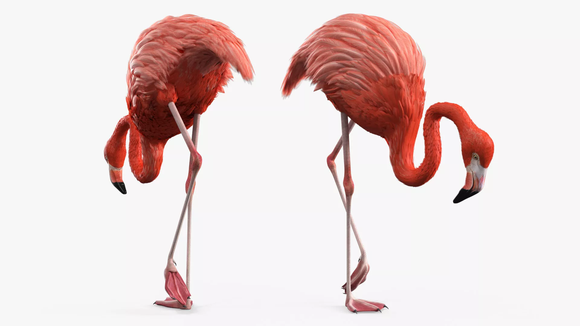 Tropical Bird Flamingo Pink Rigged 3D model