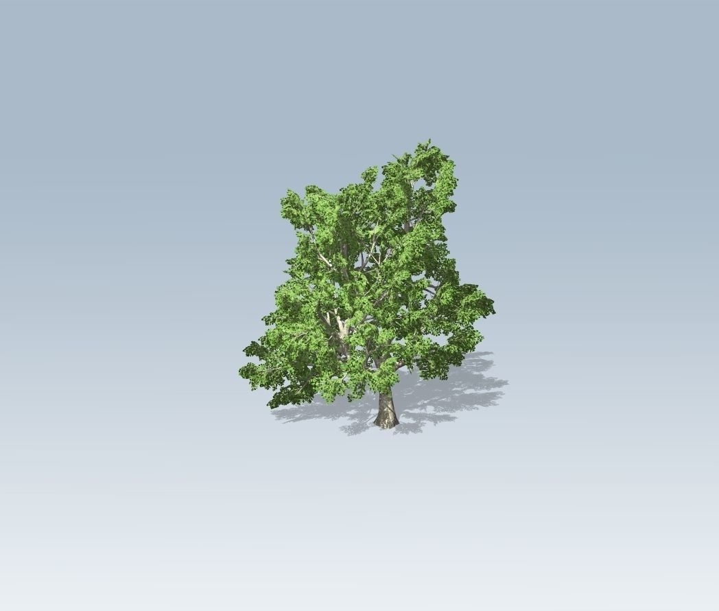 Tree - Maple 3D model_1