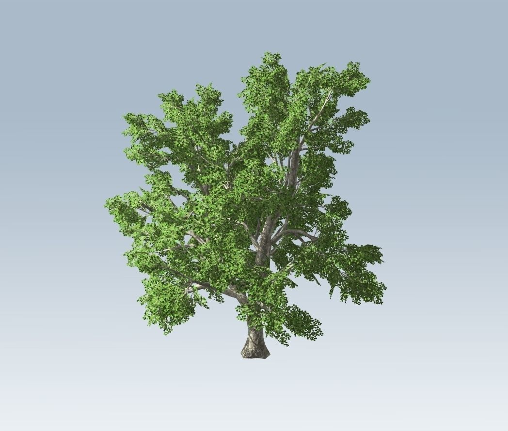 Tree - Maple 3D model_2
