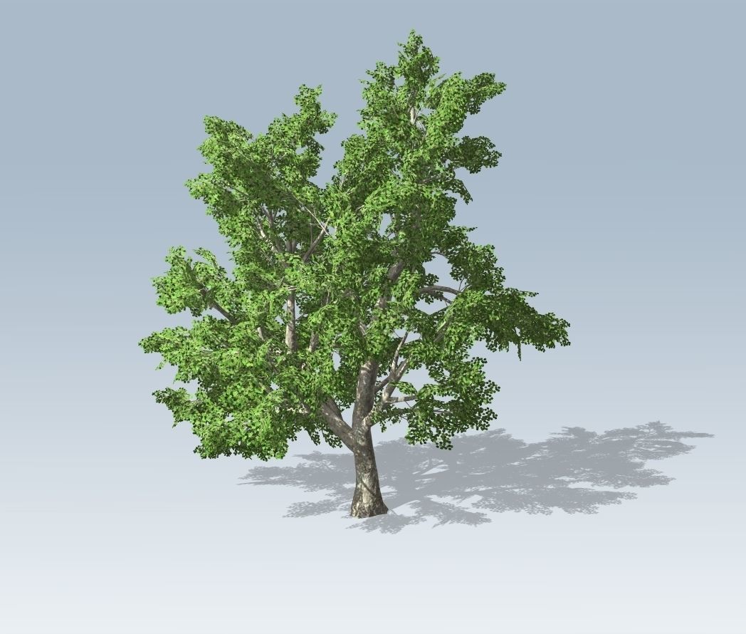 Tree - Maple 3D model_4