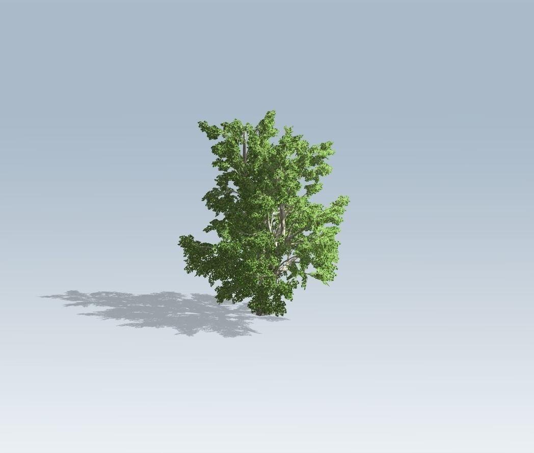 Tree - Maple 3D model_3