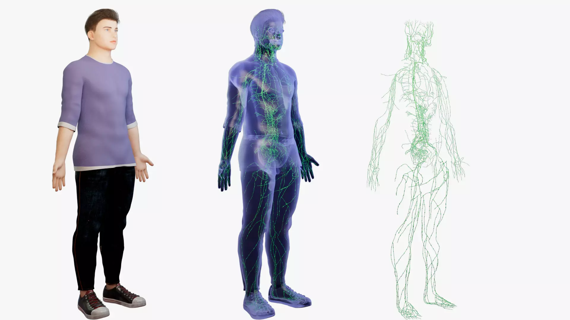 Human Male Lymphatic System 3D model
