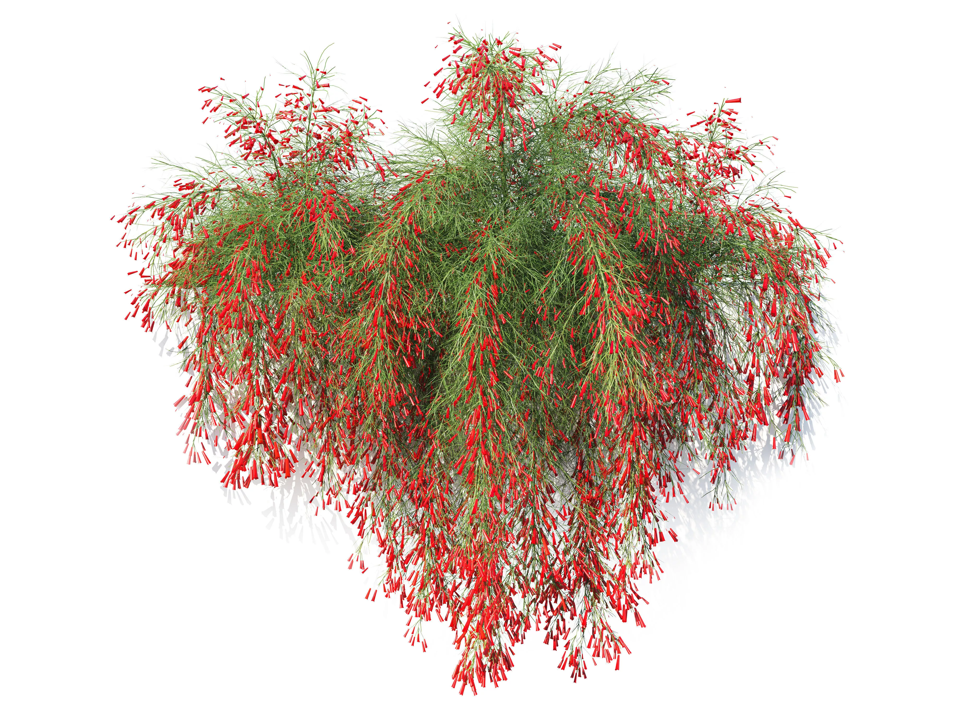 Firecracker Plant 2 3D model