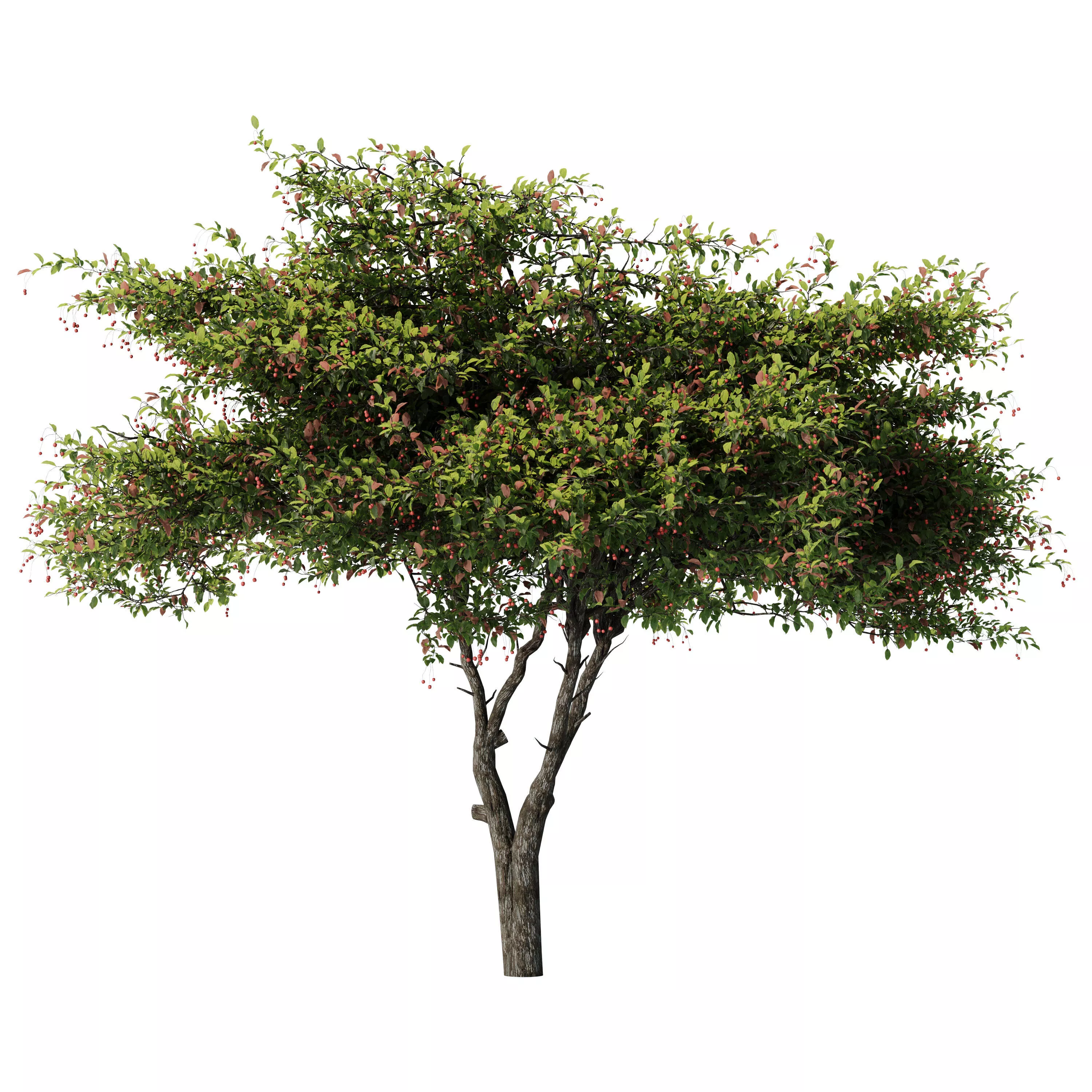 Crataegus Tree Vol 04 3D model