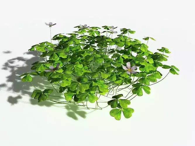 EVERYPlant Redwood Sorrel LowPoly