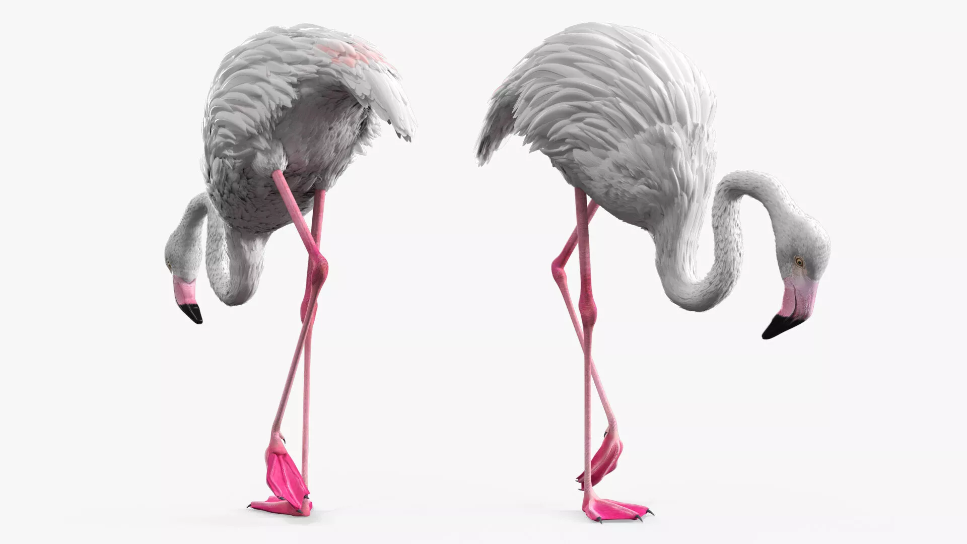 Albino Flamingo Bird White Rigged 3D model