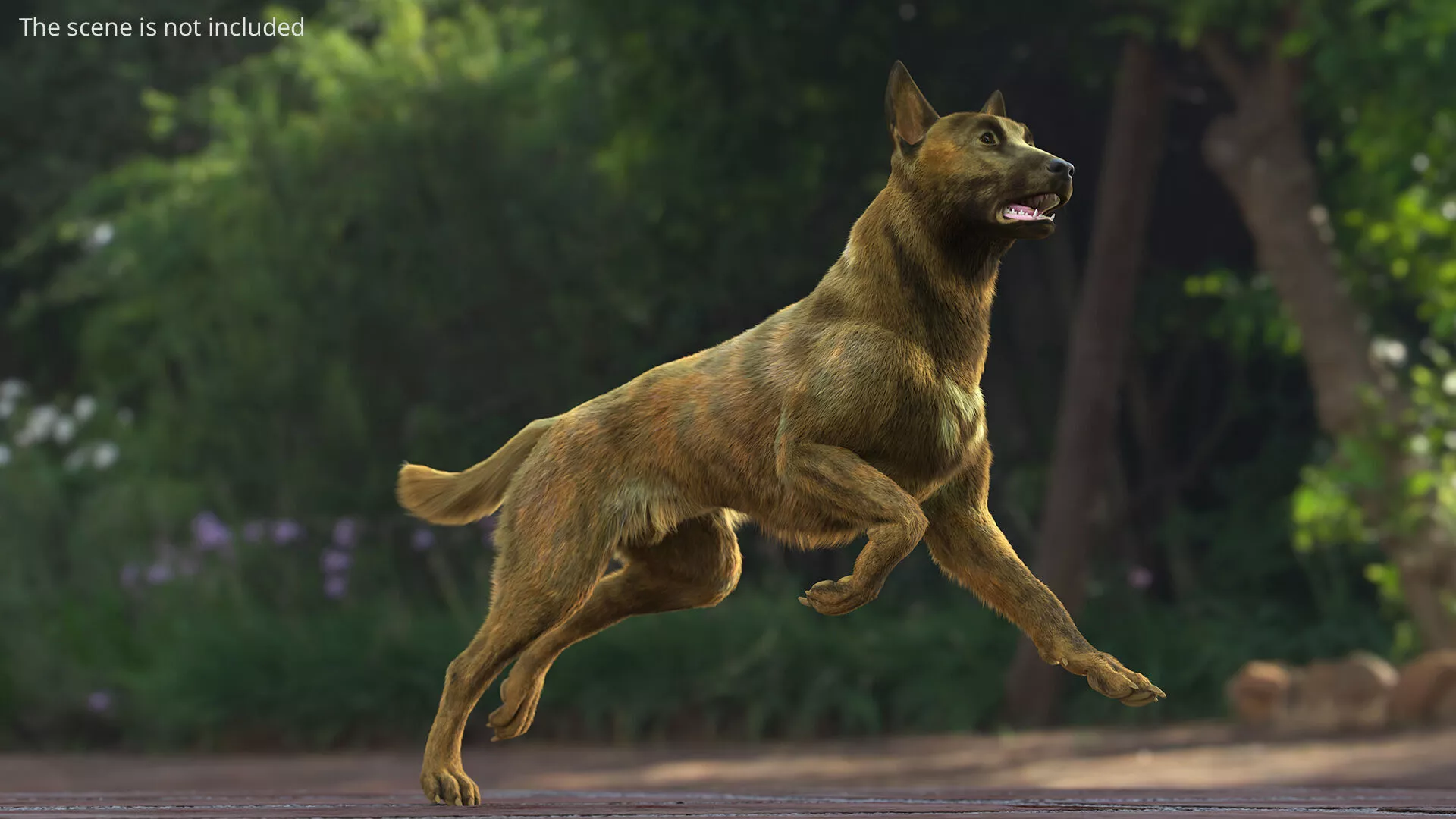 Dutch Herding Dog in Run Pose Gold Brindle Fur for Maya 3D model
