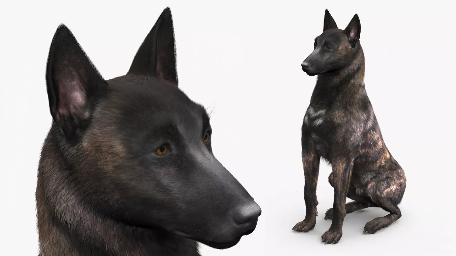 Dutch Shepherd Dog Sitting Fur for Maya 3D model