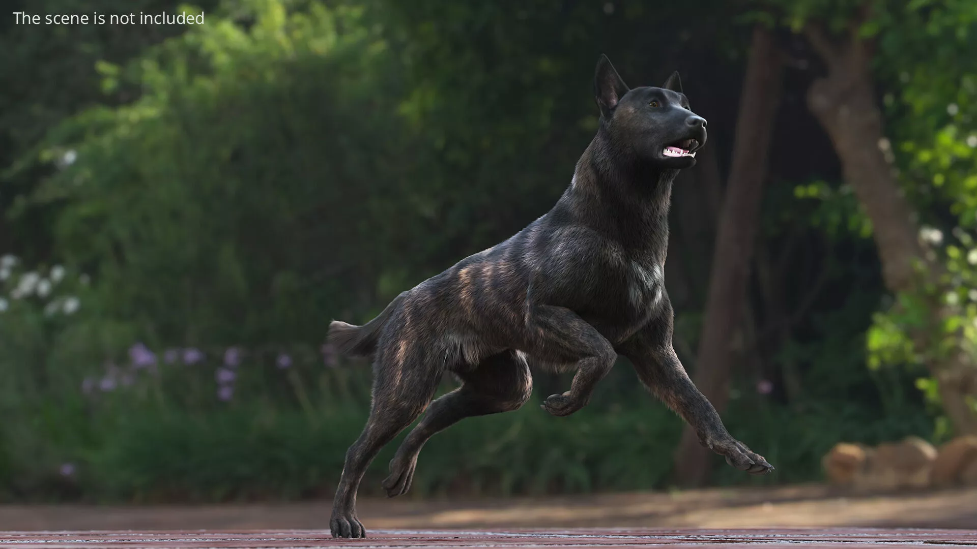 Agile Herding Dog Dutch Shepherd Running Fur for Maya 3D model