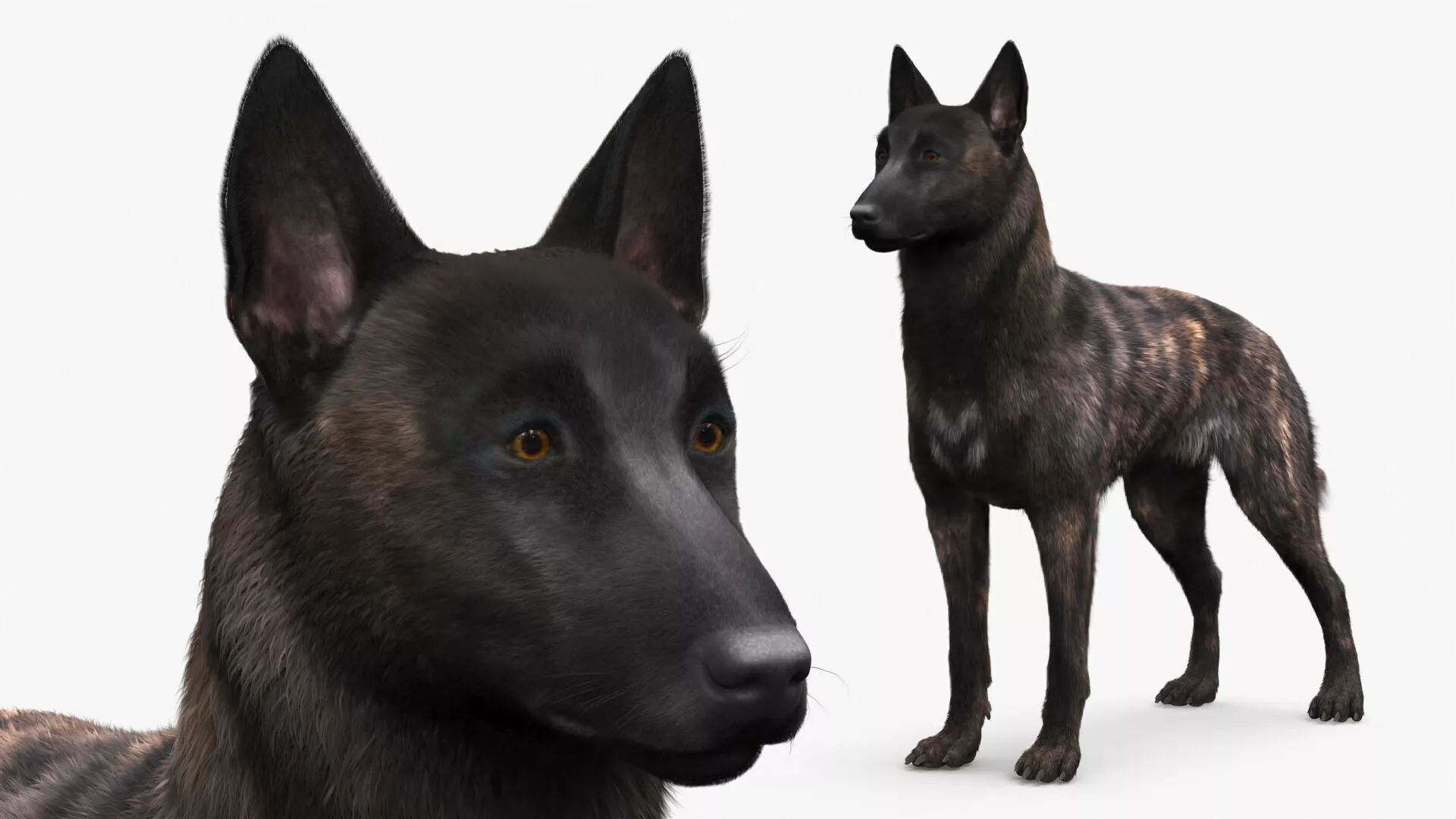 Dog Dutch Shepherd Fur for Maya 3D model