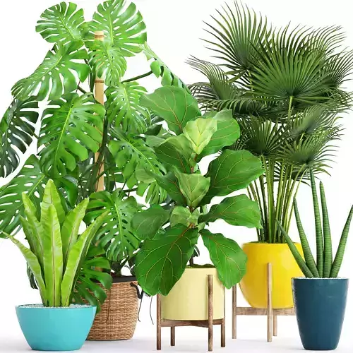Collection plants three potted 3D model