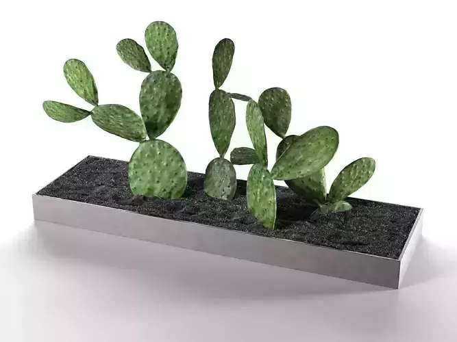 Indoor Perky Pear Cactus Garden