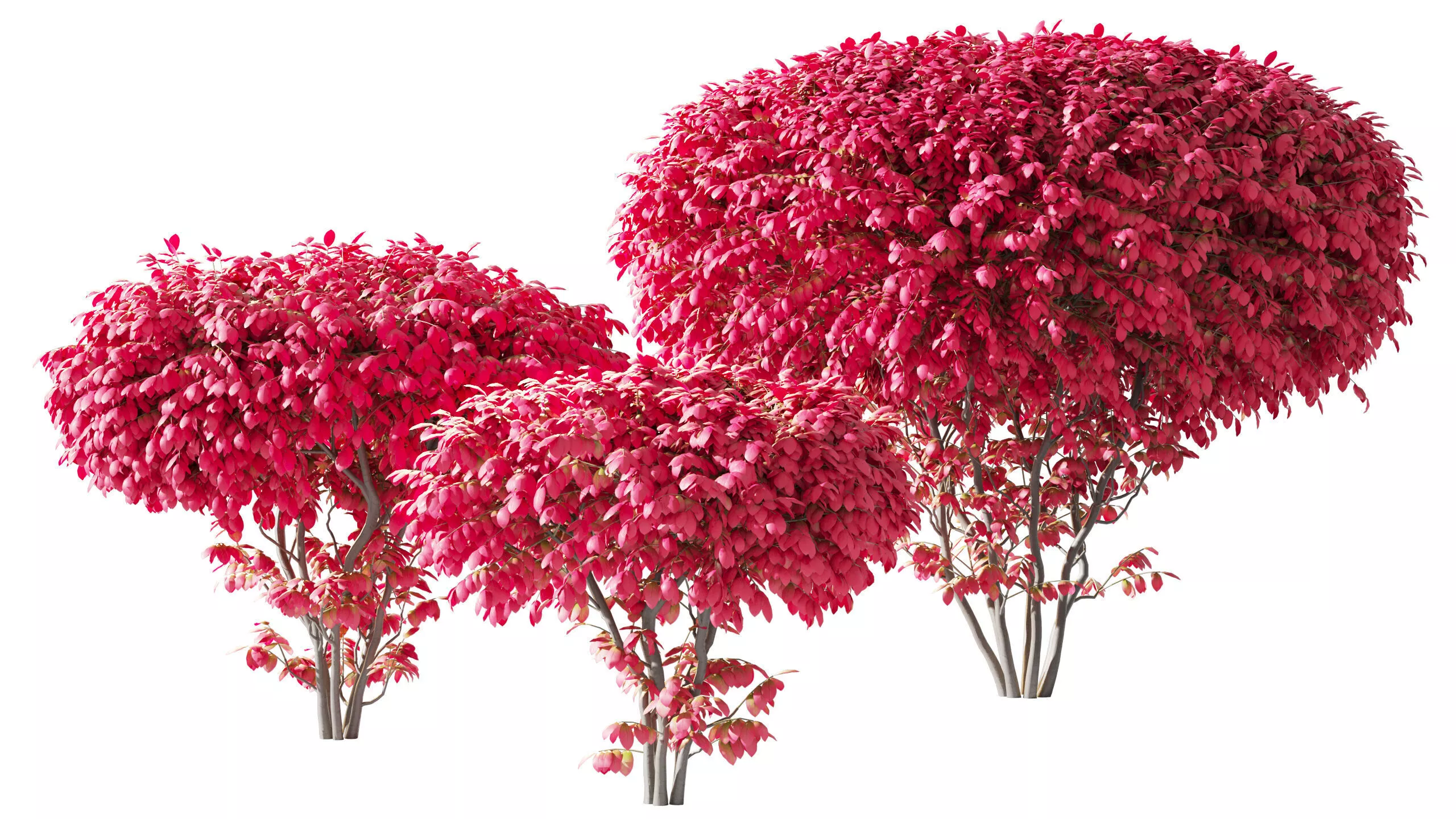 Euonymus alatus set 170 cm 004 3D model