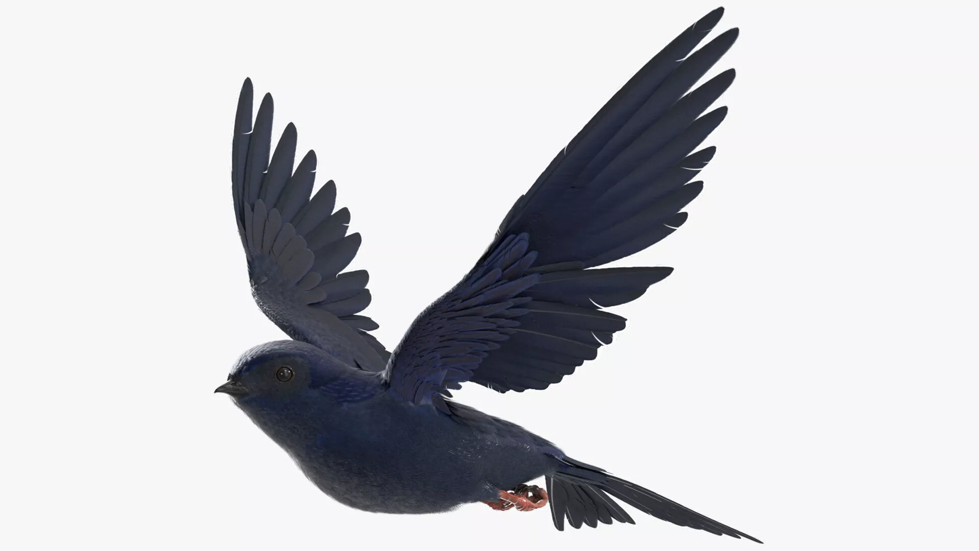 Purple Martin Bird Rigged 3D model
