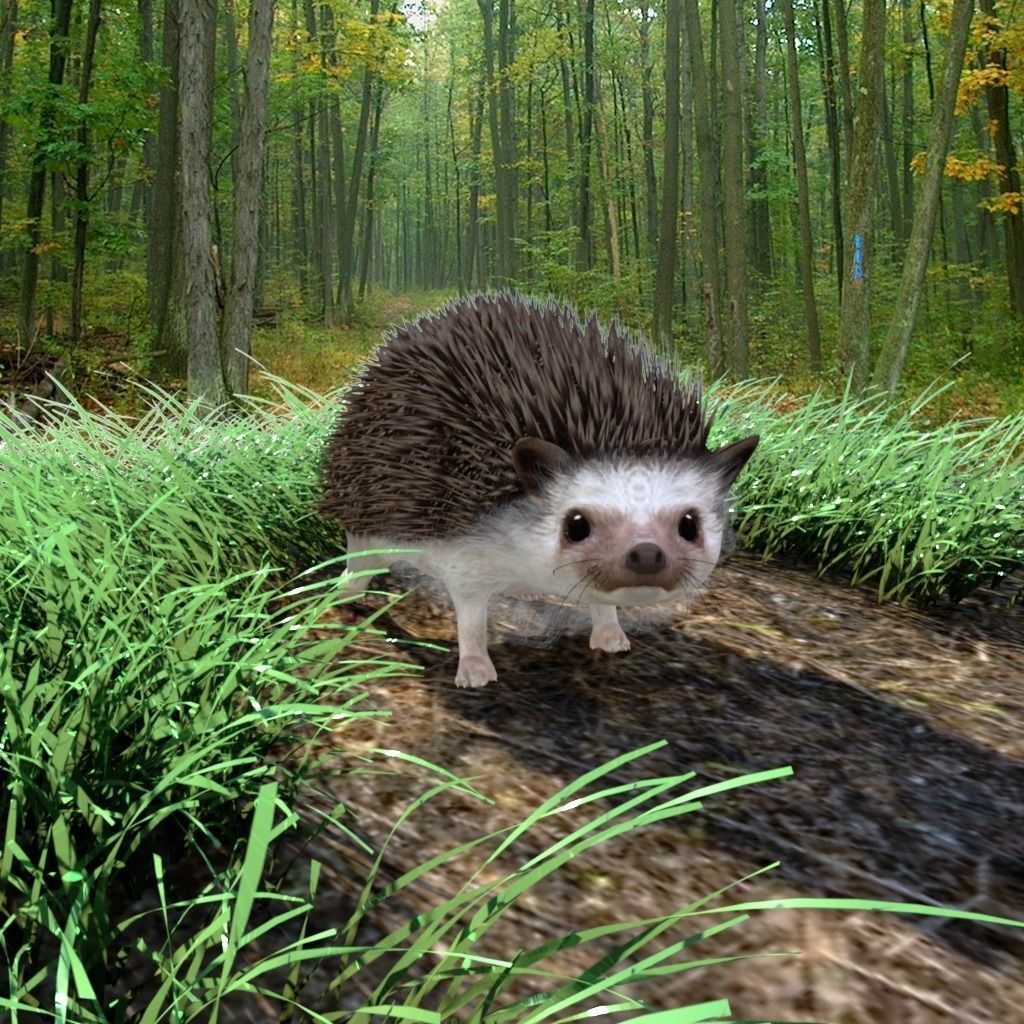 Rigged Hedgehog realistic model Low-poly 3D model_3