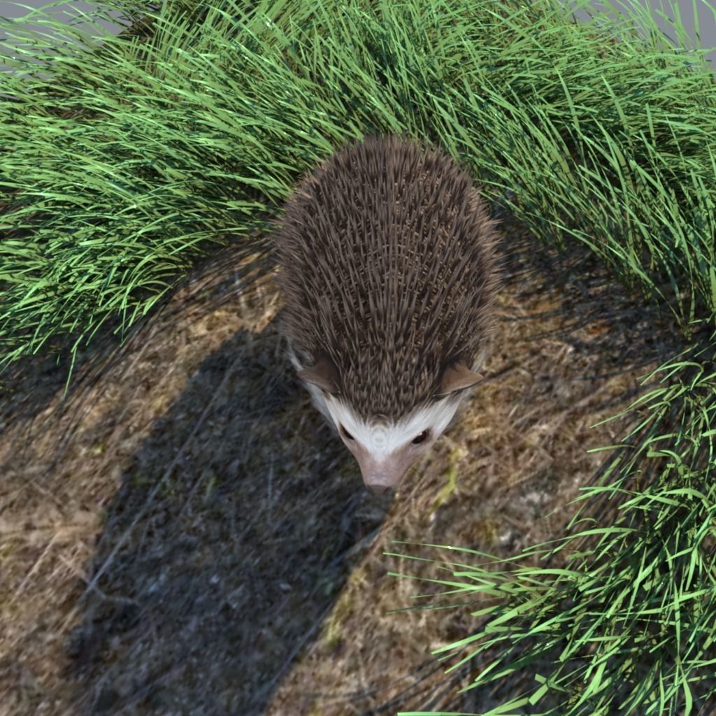 Rigged Hedgehog realistic model Low-poly 3D model_2